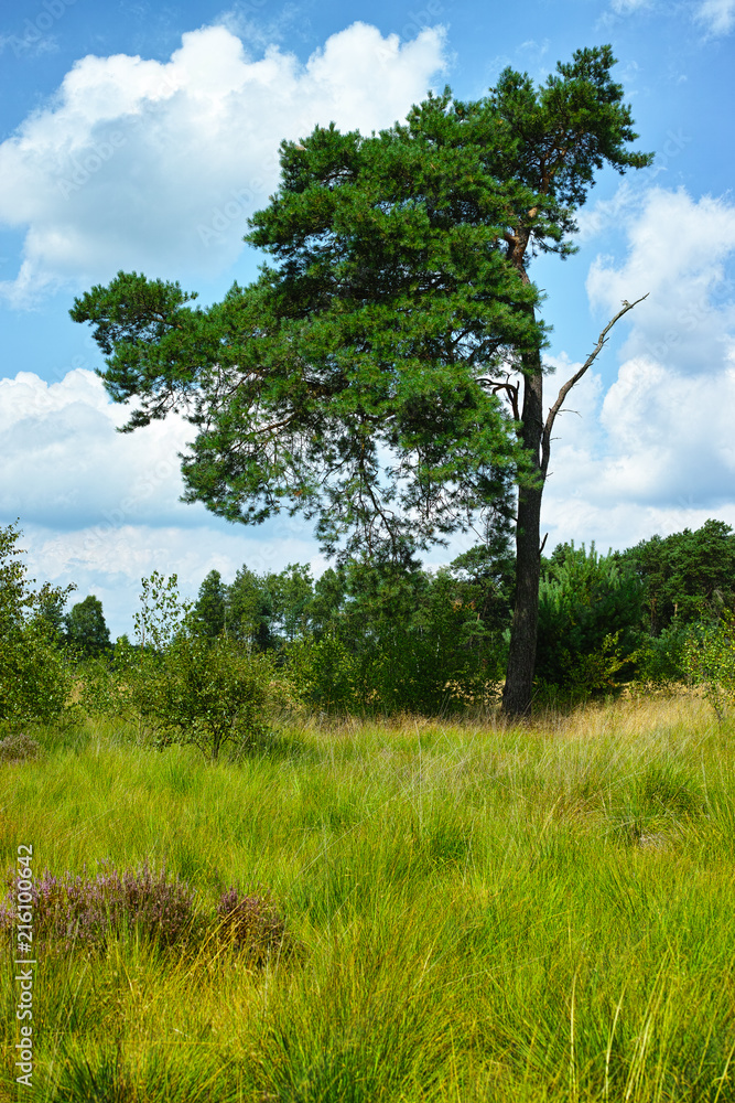Large green forest in the Netherlands and Belgium, Kempen pine forest and fields full of flowering heather, place for walking and cycling Large green forest in the Netherlands and Belgium, Kempen pine forest and fields full of flowering heather, place for walking and cycling