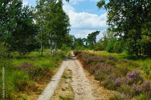 Large green forest in the Netherlands and Belgium, Kempen pine forest and fields full of flowering heather, place for walking and cycling © barmalini