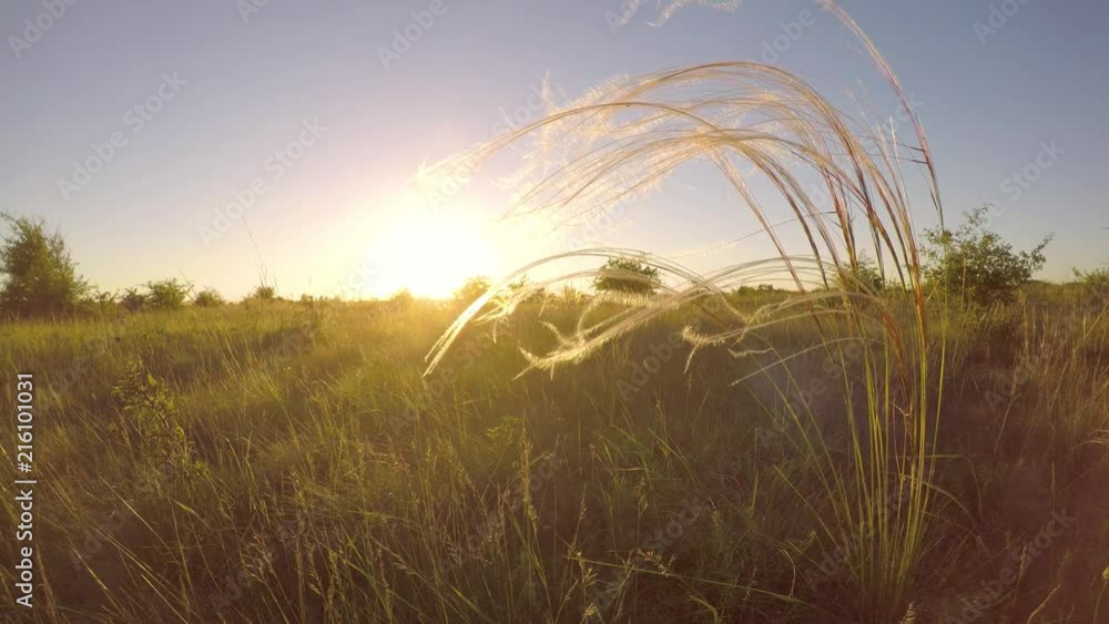 Beautiful stipa plant in the sunset light Beautiful stipa plant in the sunset light