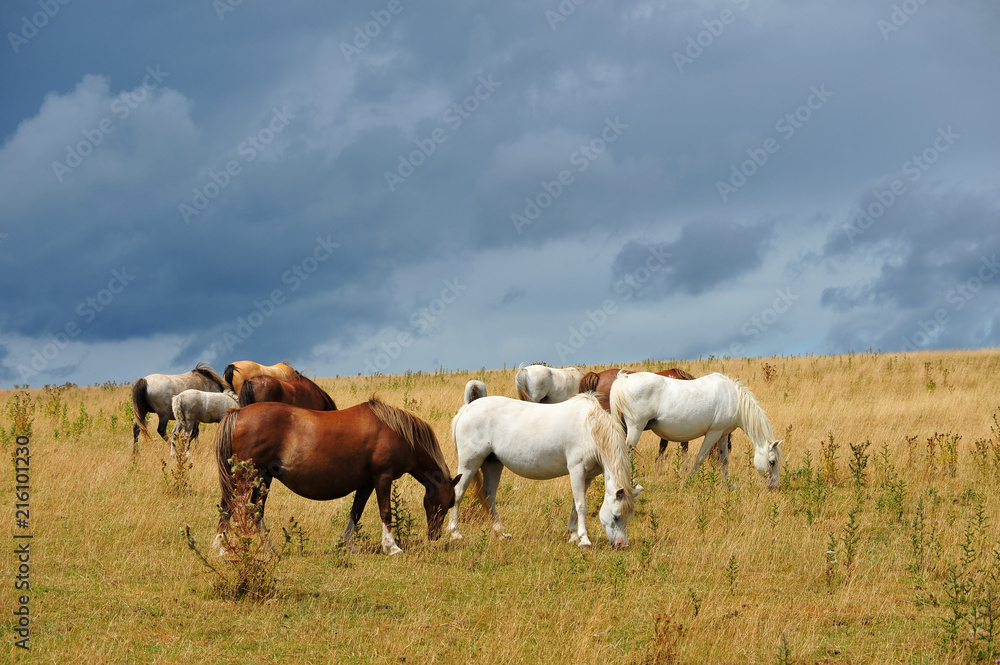 Horses grazing in a field