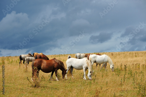 Fototapeta Naklejka Na Ścianę i Meble -  Horses grazing in a field