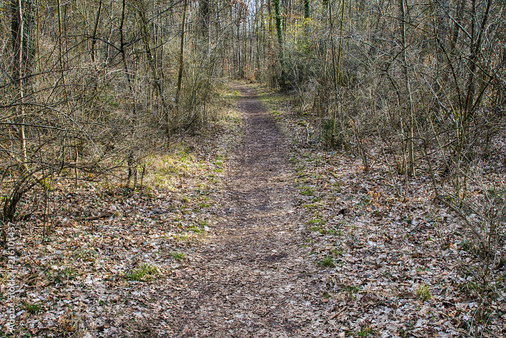 Walkway Lane Path With Trees in Forest. Beautiful Alley, road In Park. Way Through Autumn Forest. Germany Walkway Lane Path With Trees in Forest. Beautiful Alley, road In Park. Way Through Autumn Forest. Germany