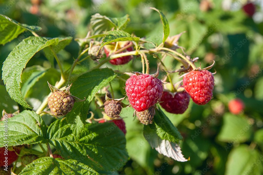 Close up of the ripe and unripe raspberry in the fruit garden. Growing natural bush of raspberry. Branch of raspberry in sunlight. Close up of the ripe and unripe raspberry in the fruit garden. Growing natural bush of raspberry. Branch of raspberry in sunlight.