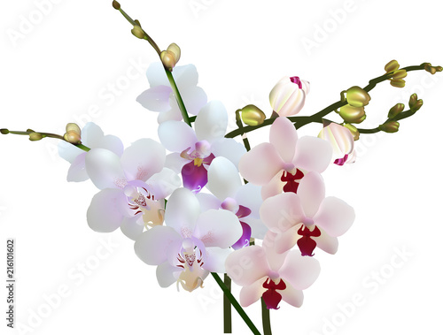 orchid light flowers bunch on white