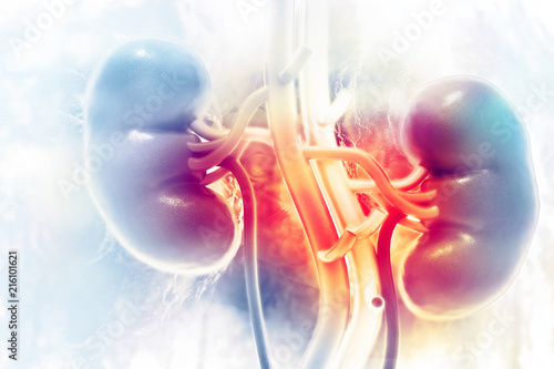 Human kidney on scientific background