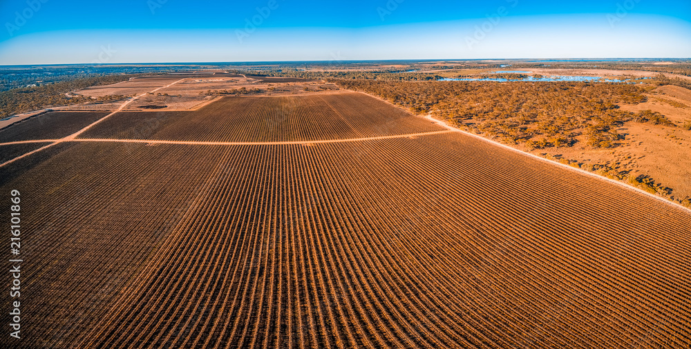 Naklejka premium Beautiful vineyard in Kingston on Murray, Riverland, South Australia - aerial panoramic landscape