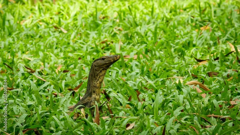 Monitor lizard head in a grass Thailand Monitor lizard head in a grass Thailand