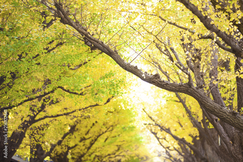 Photo of Golden Autumn Ginkgo Biloba Tree Leaves in autumn kyoto Japan..