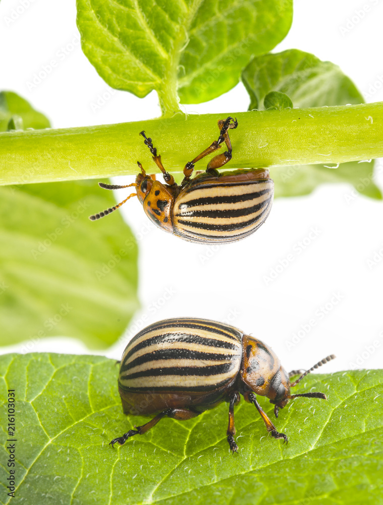 Obraz premium The Colorado potato beetle (Leptinotarsa decemlineata) - pest of potatoes and tomatoes