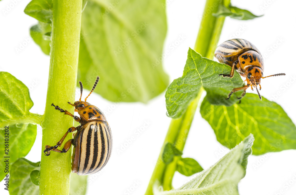 Fototapeta premium The Colorado potato beetle (Leptinotarsa decemlineata) - pest of potatoes and tomatoes