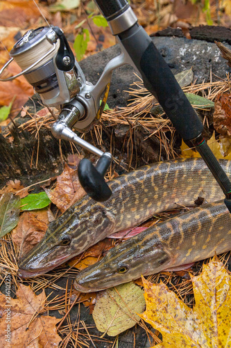 Freshwater pike fish lies on a wooden hemp and fishing rod with reel..