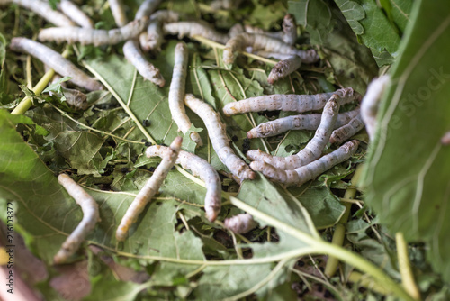 The larvae of the butterfly species that can create a cocoon. To produce a yarn for weaving silk.