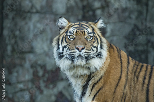 Tiger portrait (cap)