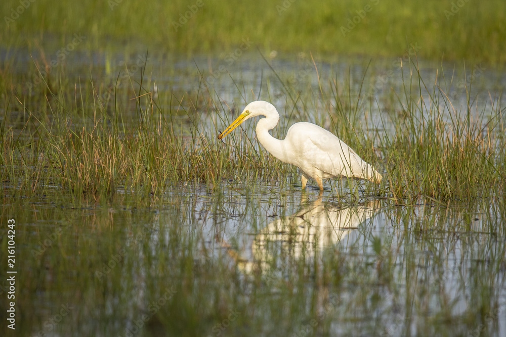 Great white heron, egret Great white heron, egret