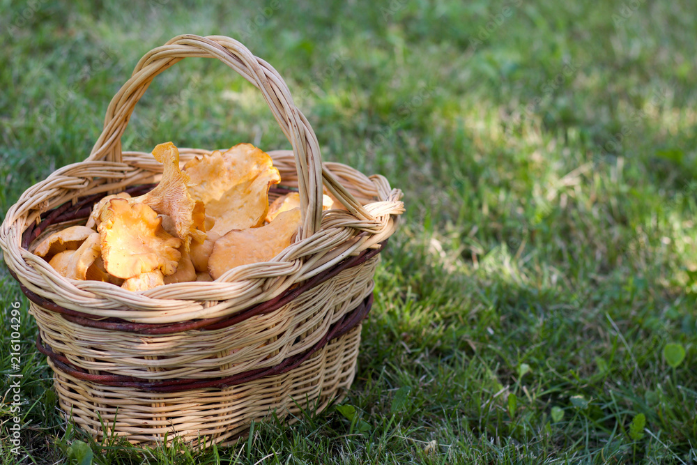 close up of basket full, of chanterelle mushrooms in a green field