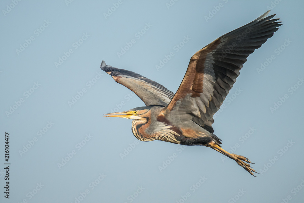 Obraz premium Purple Heron, Ardea purpurea