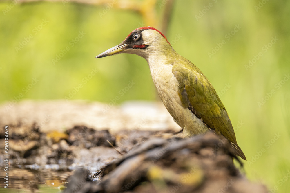Green woodpecker, Picus viridis Green woodpecker, Picus viridis