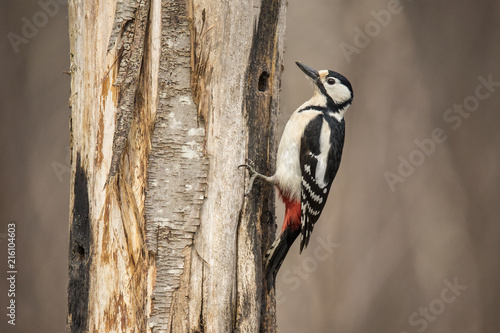 Great spotted woodpecker