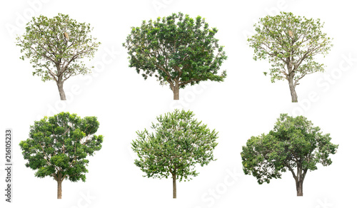 The collection of isolate trees on white background.