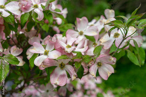 A close-up view of pink dogwood flowers, Cornus florida rubra