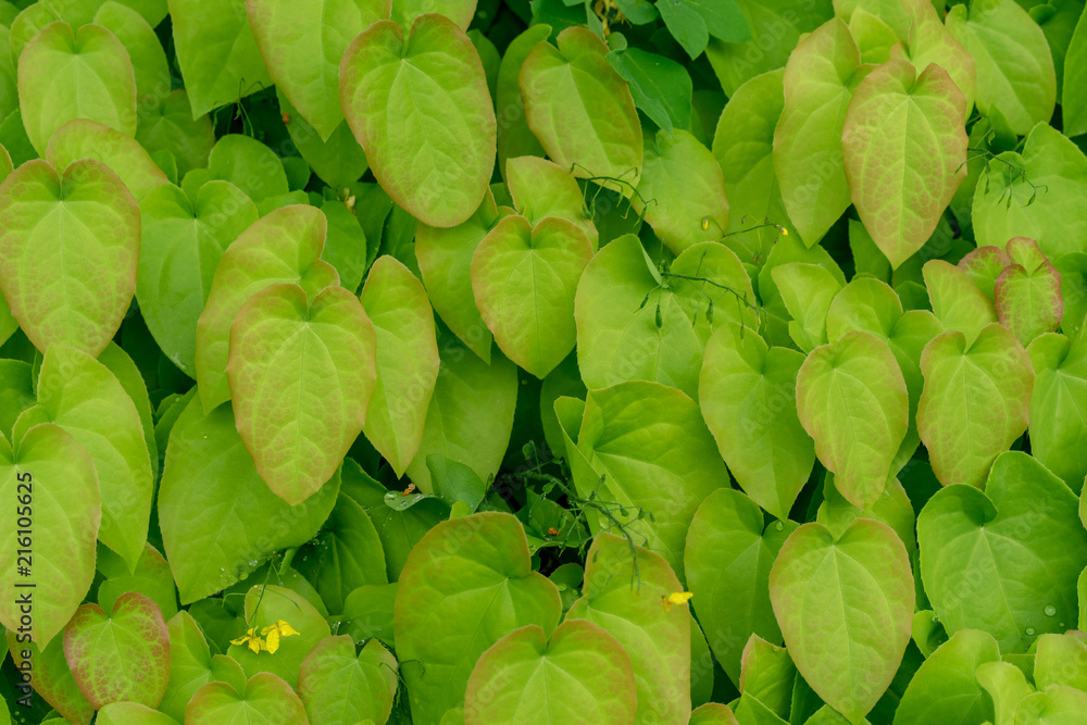 barrenwort plant leaves for background design, epimedium pinnatum barrenwort plant leaves for background design, epimedium pinnatum