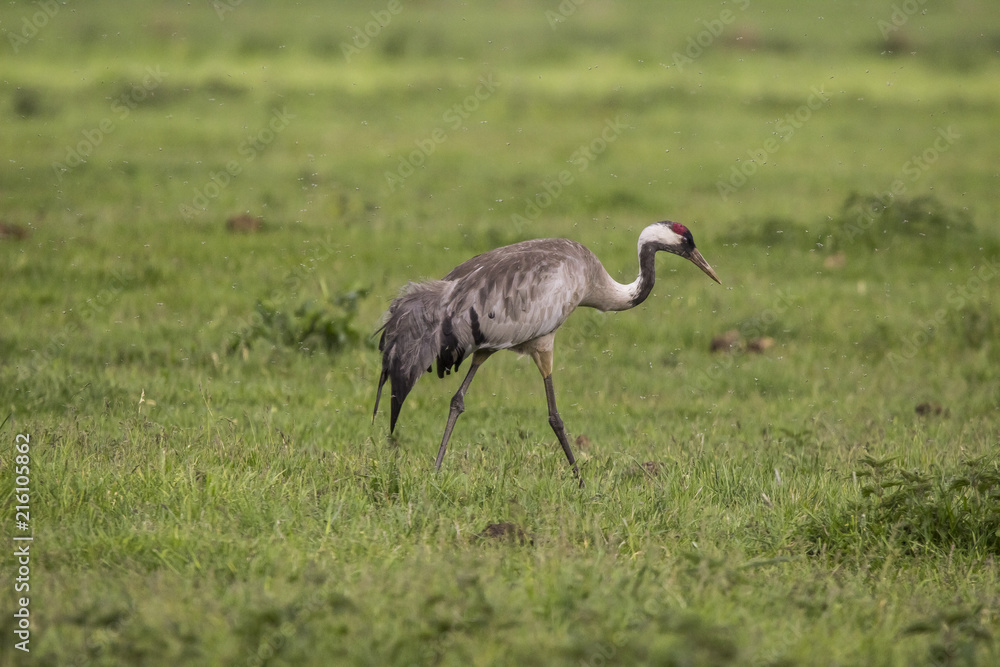 Crane, Grus grus Crane, Grus grus
