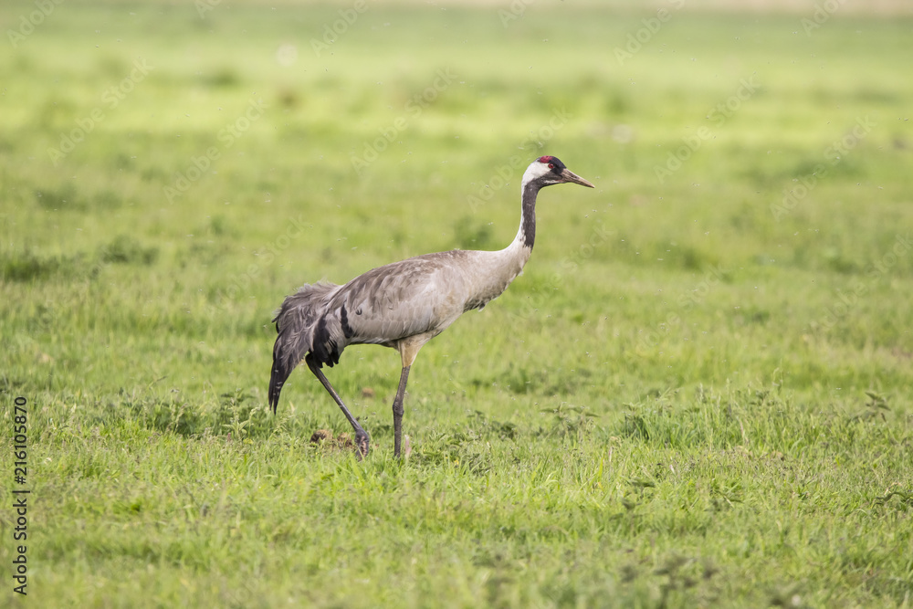 Obraz premium Crane, Grus grus