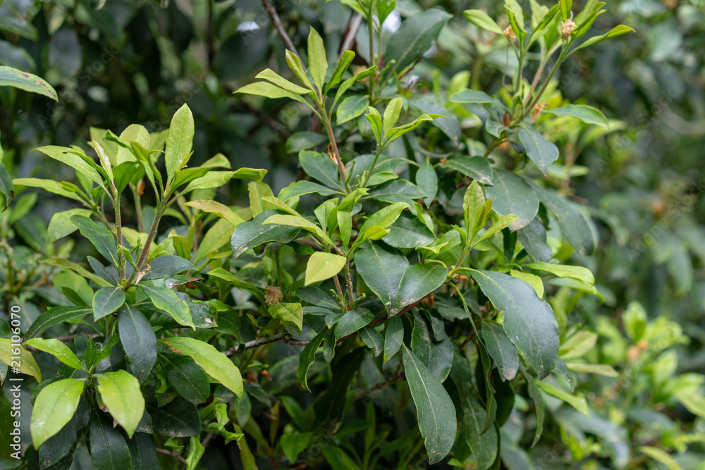 Green leaves with small buds of Kalmia Latifolia Clementine Churchill closeup