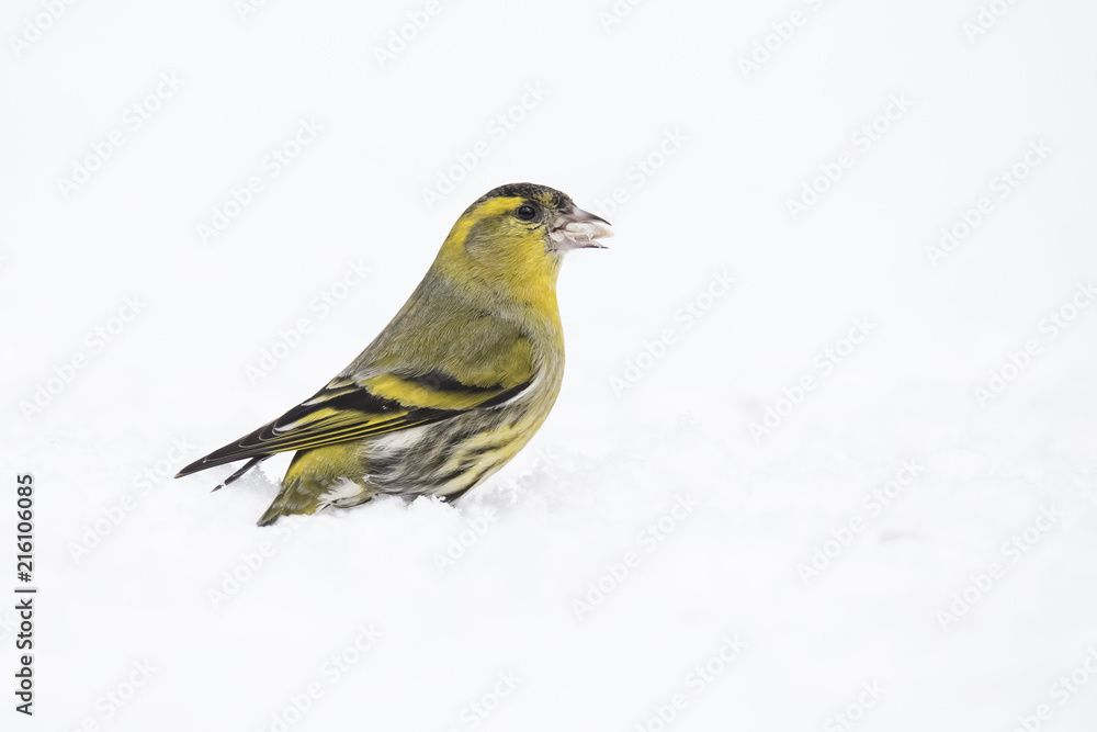 Siskin, Spinus spinus Siskin, Spinus spinus
