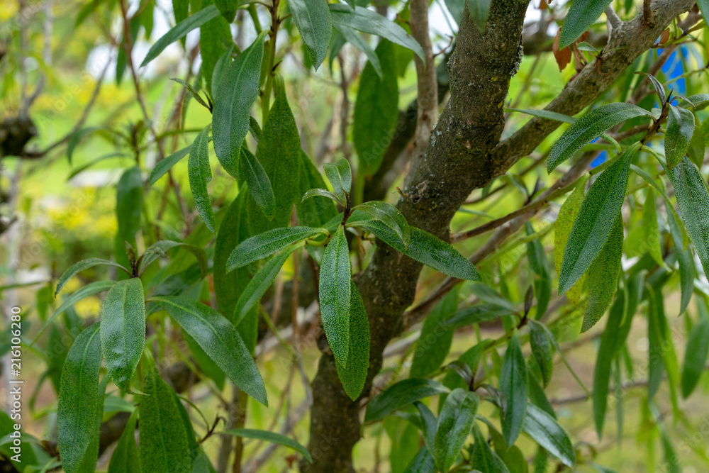 mousehole tree, myoporum laetum from new zealand mousehole tree, myoporum laetum from new zealand