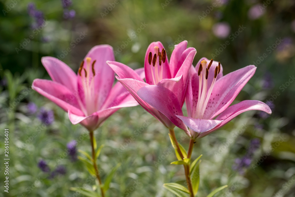 Close-up of pink liles flowers. Common names for species in this genus include fairy lily rainflower zephyr lily magic lily Atamasco lily and rain lily. Close-up of pink liles flowers. Common names for species in this genus include fairy lily rainflower zephyr lily magic lily Atamasco lily and rain lily.