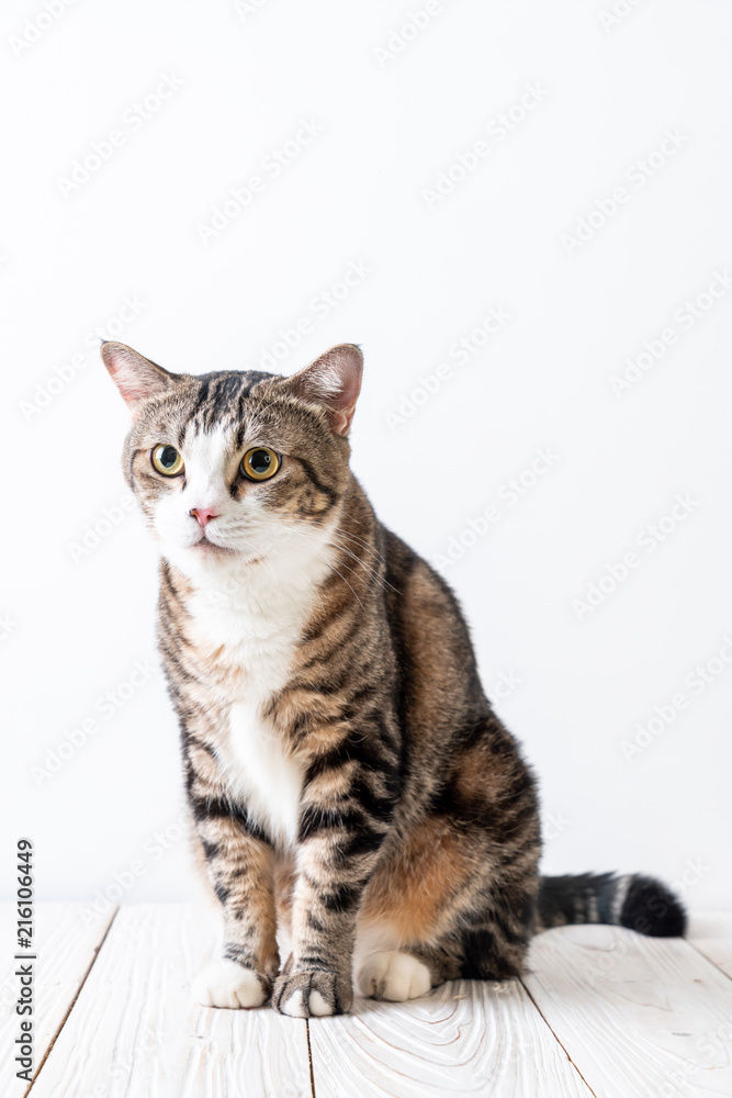 Fototapeta premium cute and grey cat