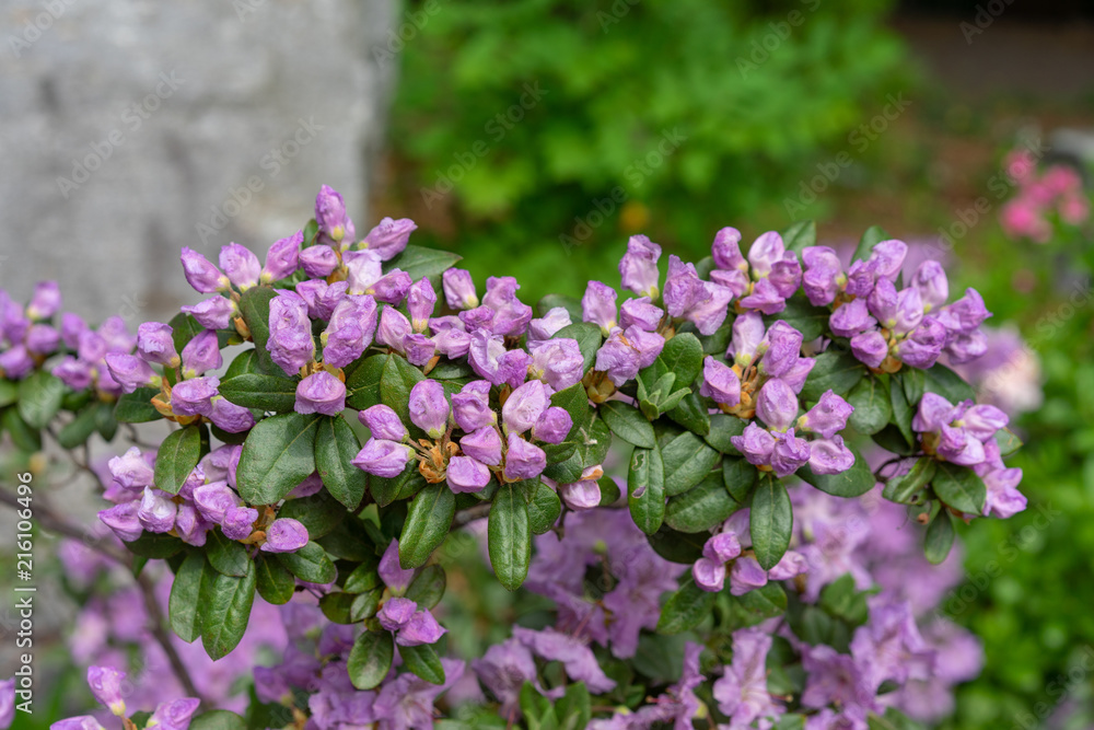 Fototapeta premium Purple flowers, rhododendron hybridum lanvendula