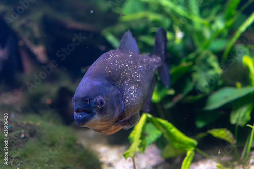 Piranha closeup in the aquarium, Pygocentrus nattereri © DSGNSR