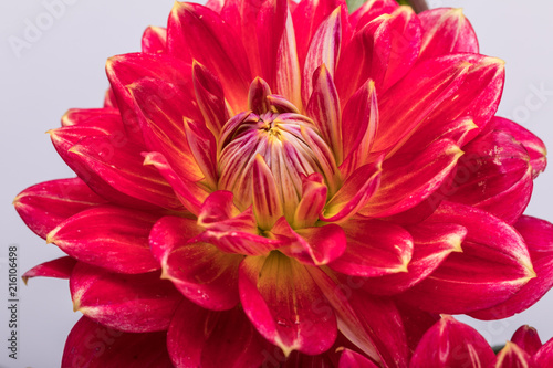 Fototapeta Naklejka Na Ścianę i Meble -  Red dahlia flower isolated on white background