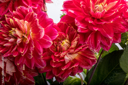 Fototapeta Naklejka Na Ścianę i Meble -  Red dahlia flower isolated on white background