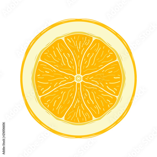 Sliced colored sketch style fruit lemon
