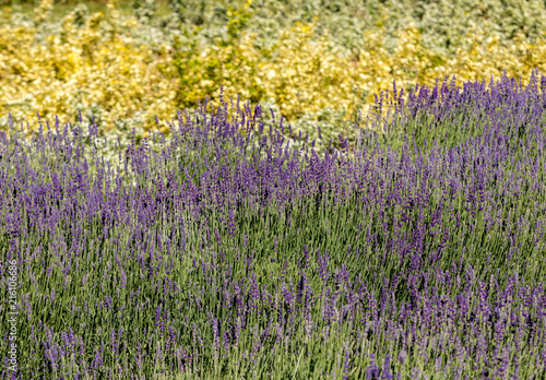 Fototapeta Naklejka Na Ścianę i Meble -   the flourishing lavender and oregano in the background