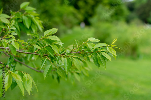 tree branch side view in park of diospyros lotus ebenaceae