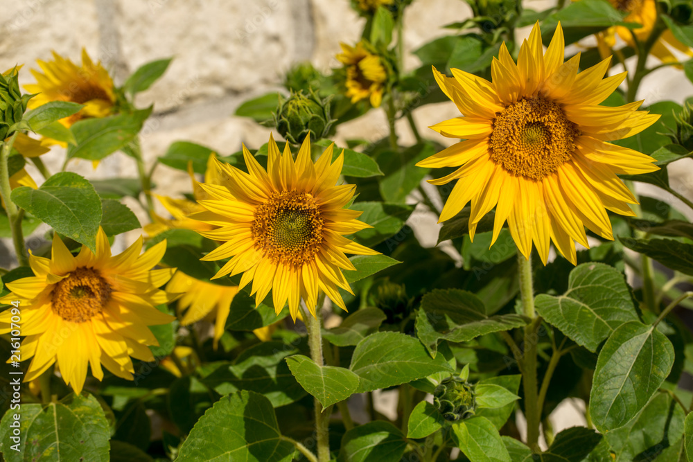 Naklejka premium Blooming sunflowers against the background of a limestone wall