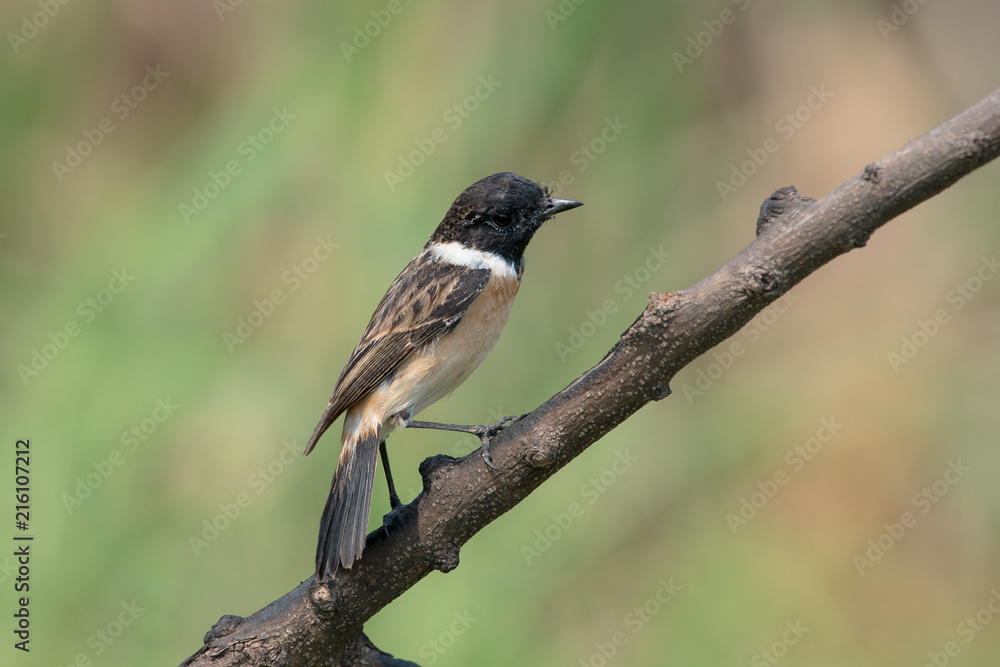 Fototapeta premium Siberian stonechat or Asian stonechat is a recently validated species of the Old World flycatcher family. It breeds in temperate Asia and easternmost Europe and winters in the Old World tropics.