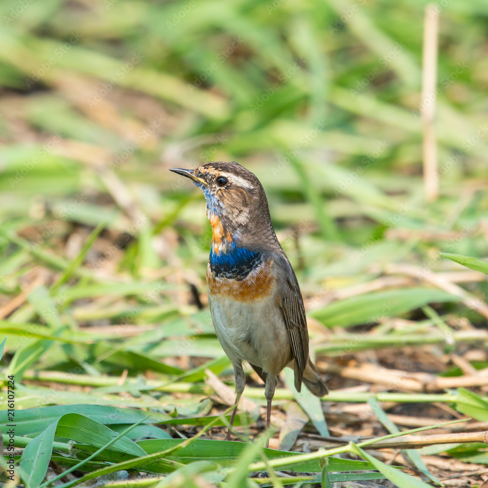 Male Bluethroats from Alaska, Bluethroat is one of the handful of birds that breed in North America and winter in Asia. Male Bluethroats from Alaska, Bluethroat is one of the handful of birds that breed in North America and winter in Asia.