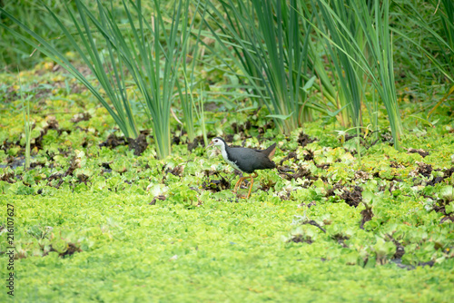 white-breasted waterhen  is a waterbird of the rail and crake family. They are dark slaty birds with a clean white face, breast and belly. photo