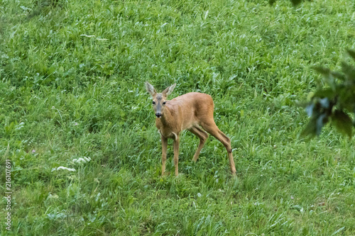 Deer in the woods © fabriziomalisan