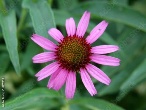 A pink and purple flower in the garden on a close view.