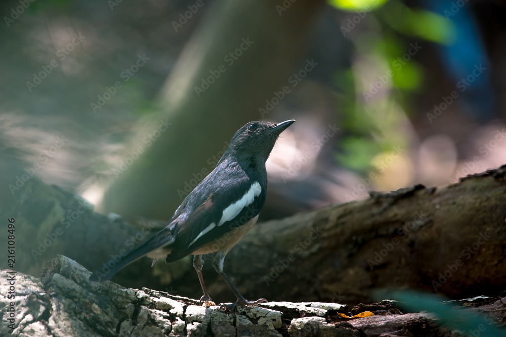 Oriental magpie-robin. They are distinctive black and white birds with a long tail that is held upright as they forage on the ground or perch conspicuously. they are common birds in urban gardens Oriental magpie-robin. They are distinctive black and white birds with a long tail that is held upright as they forage on the ground or perch conspicuously. they are common birds in urban gardens