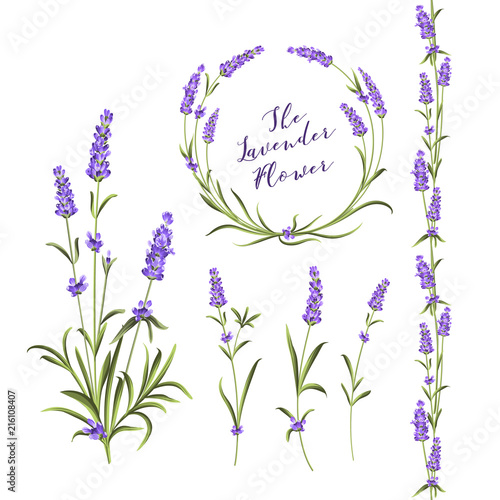 Set of lavender flowers elements. Collection of lavender wreaths, bouquets and branches on a white background. Vector Botanical illustration bundle.