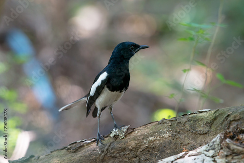 Oriental magpie-robin. They are distinctive black and white birds with a long tail that is held upright as they forage on the ground or perch conspicuously. they are common birds in urban gardens © joesayhello
