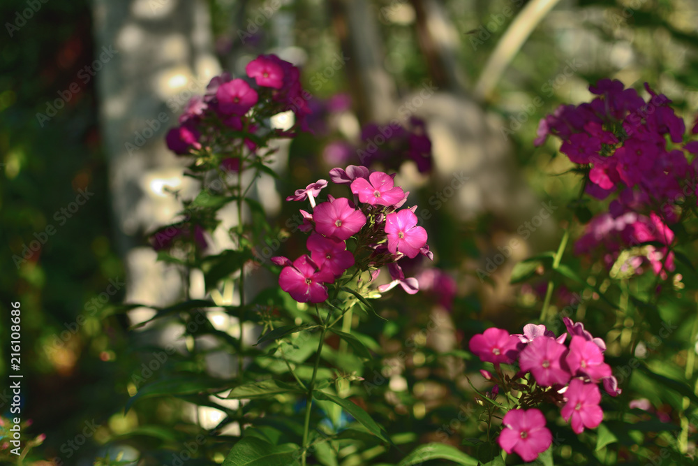 Flowers Phloxes with green leaves in the garden Flowers Phloxes with green leaves in the garden