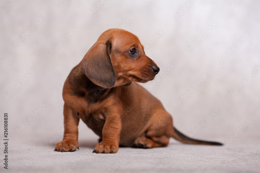cute puppy dachshunds on a gray background in the Studio red color